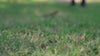 Woman placing a golf ball on the grass during a peaceful morning round of golf in Scotland.